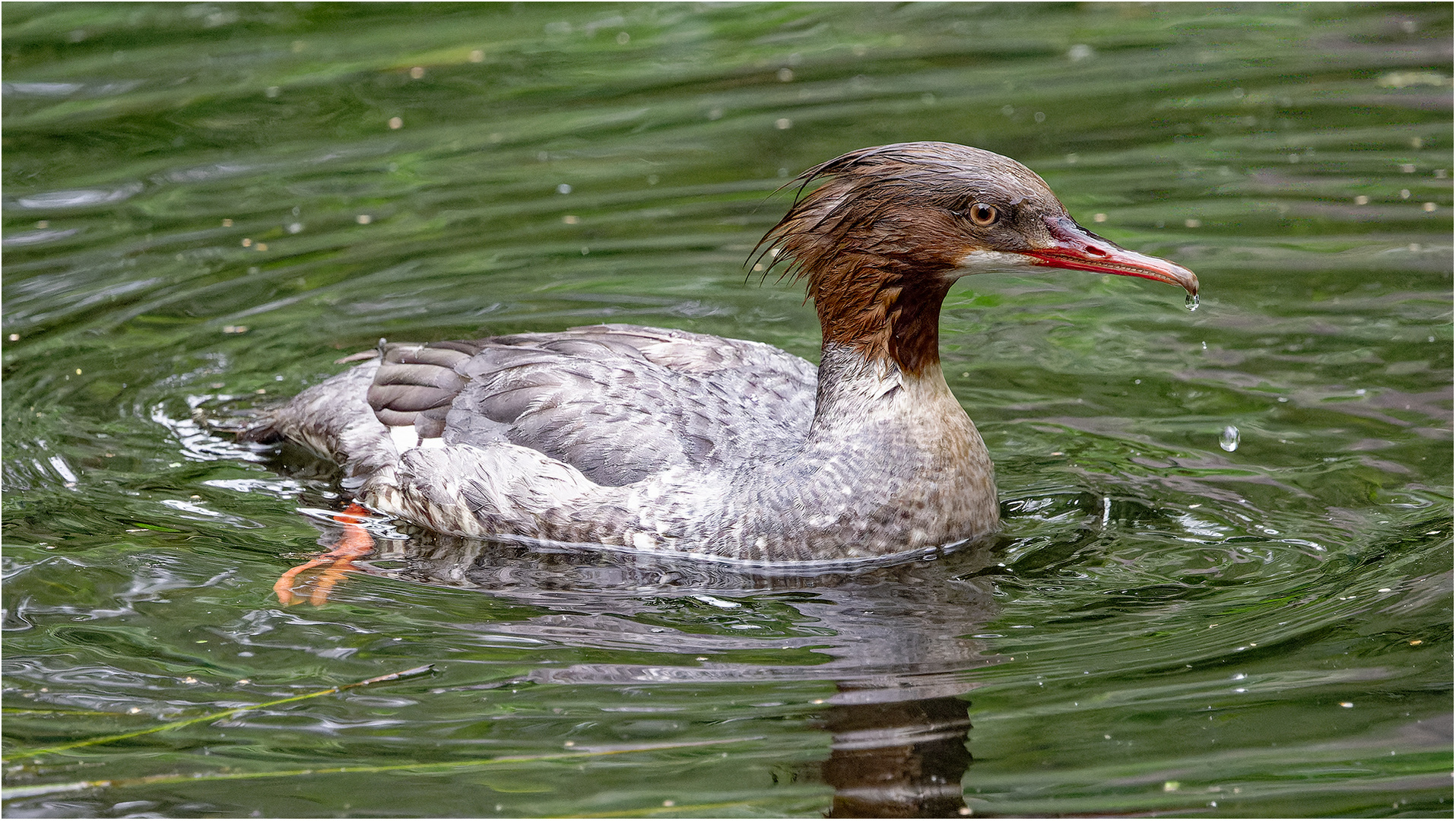 Gänsesäger