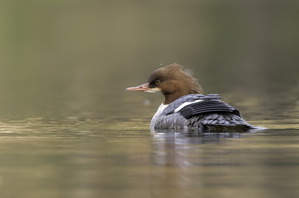 Gänsesäger