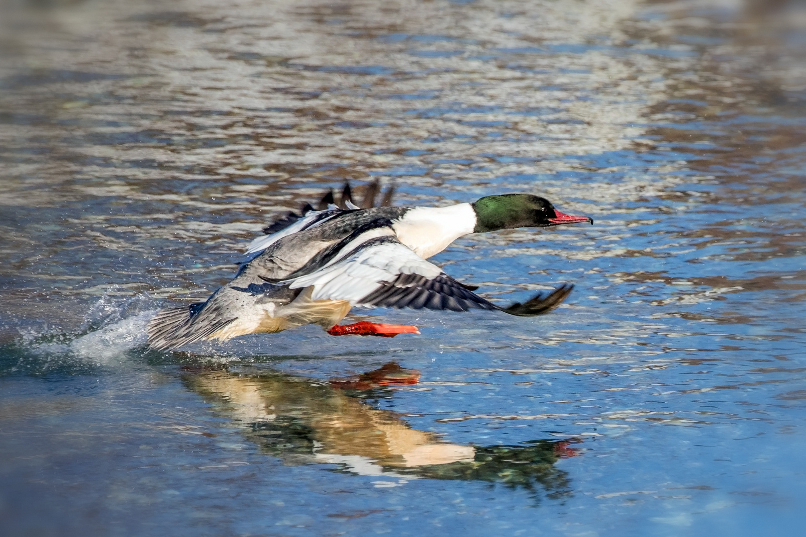 Gänsesäger / Erpel beim Abflug