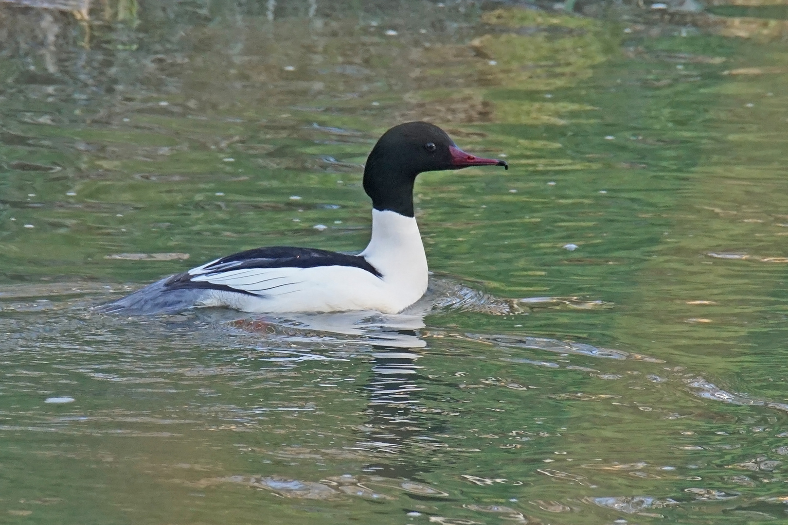 Gänsesäger-Erpel (Mergus merganser)