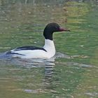 Gänsesäger-Erpel (Mergus merganser)