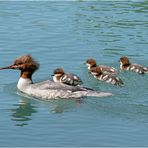 Gänsesäger Familie