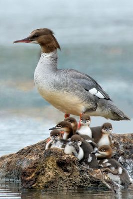 Gänsesäger-Familie