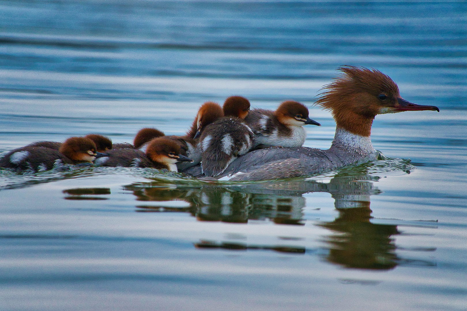 Gänsesäger Familie