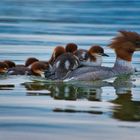 Gänsesäger Familie