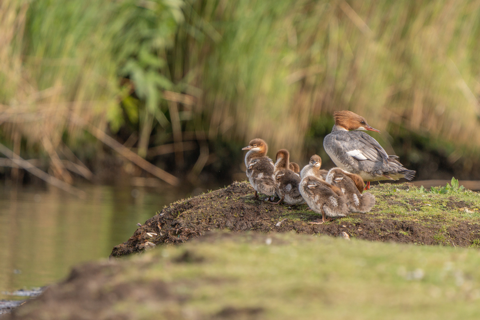 Gänsesäger Familie