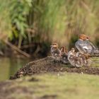 Gänsesäger Familie