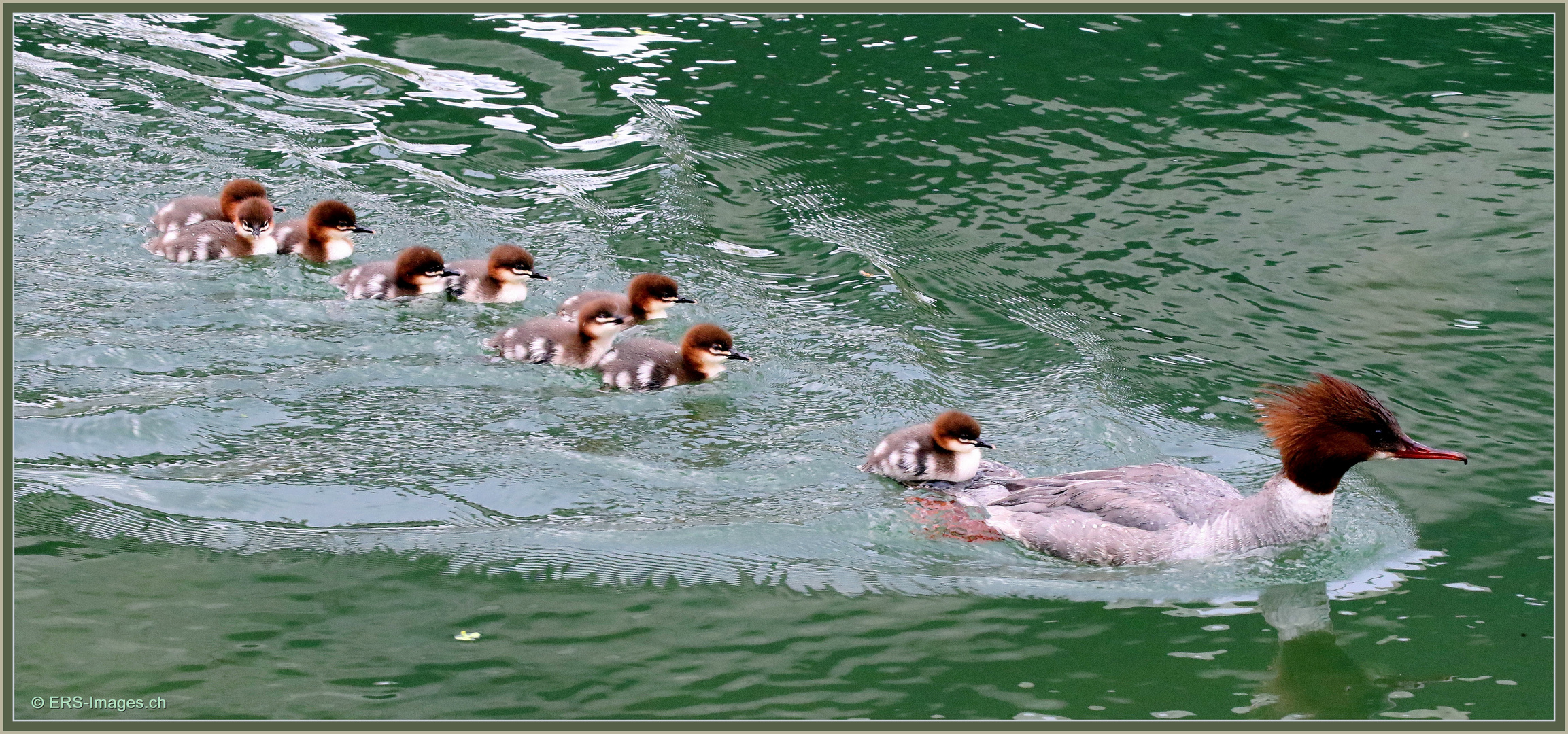 Gänsesäger Family 2021-05-04 062 ©