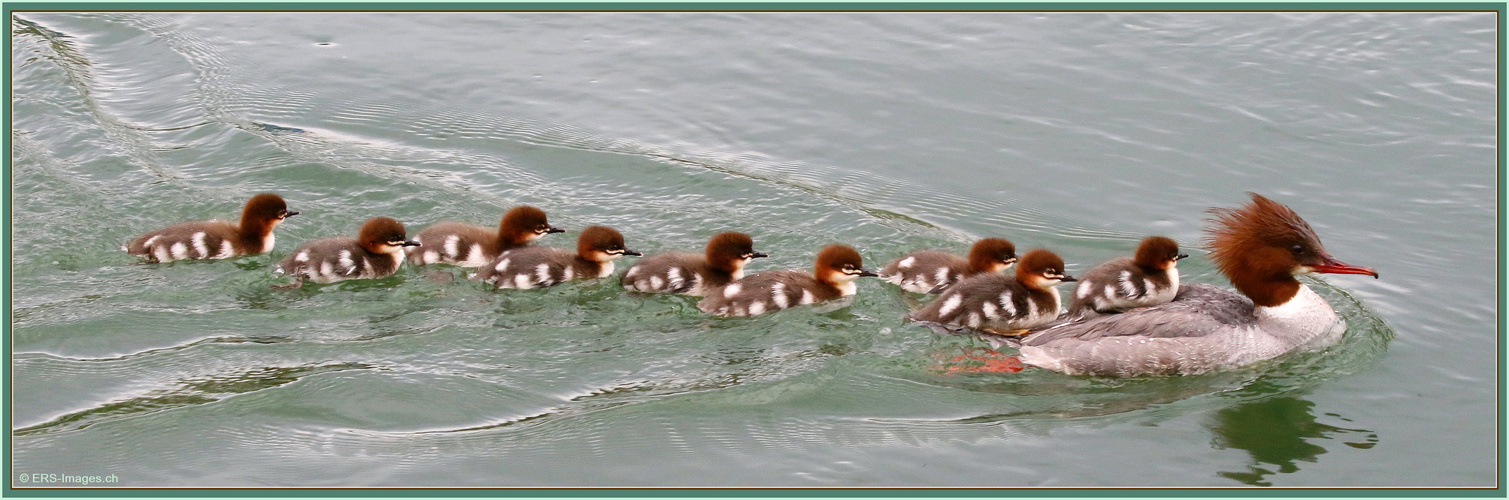 Gänsesäger Family 2021-05-04 206 (52) © Mergus Merganser ©