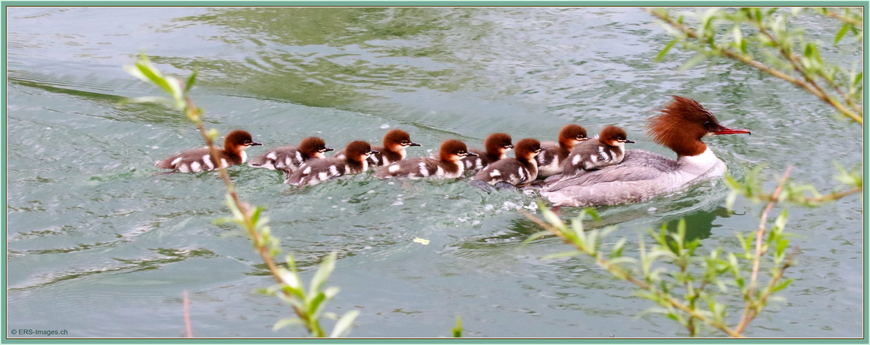 Gänsesäger Family 2021-05-04 206 (66) ©