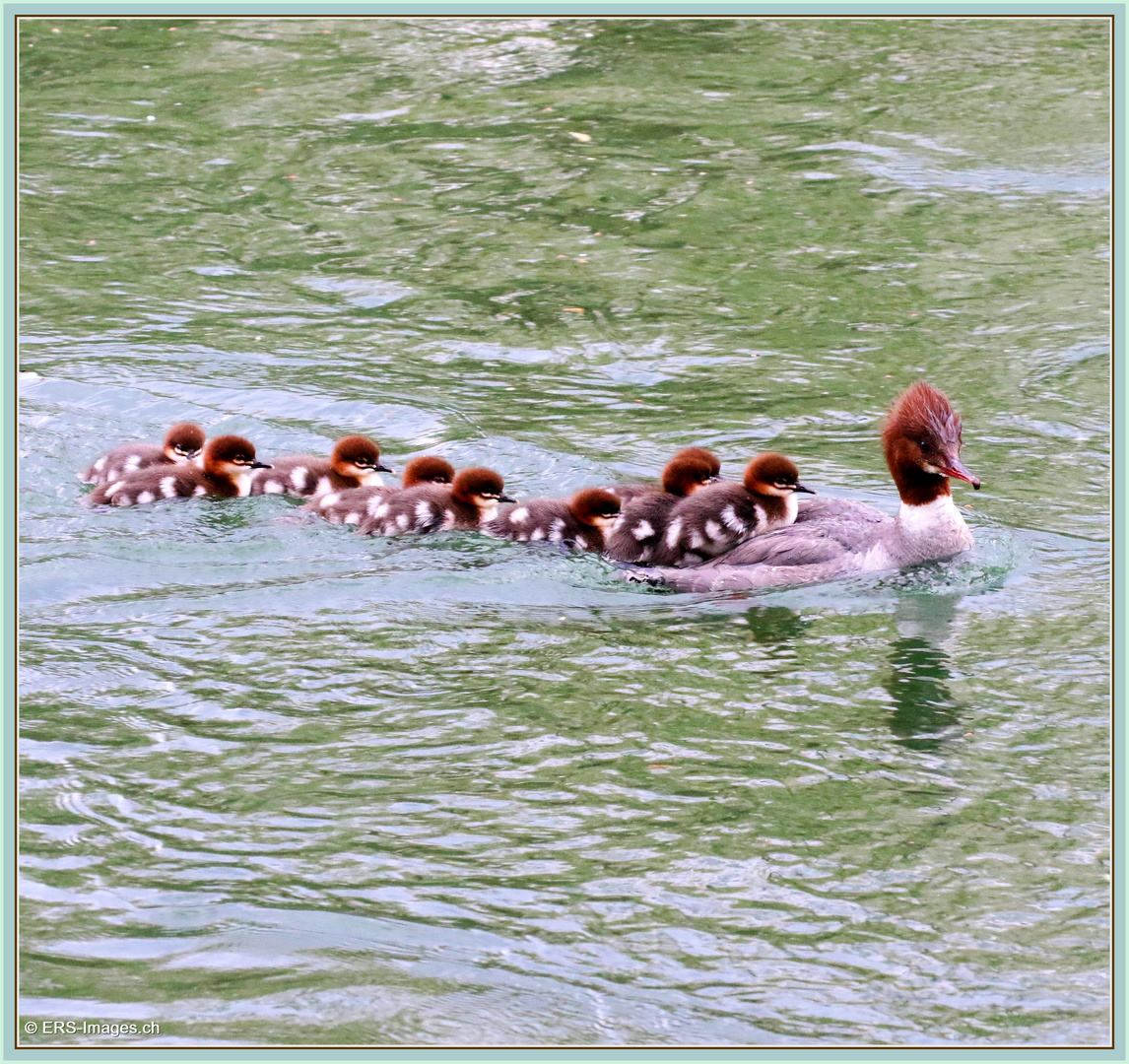 Gänsesäger Family 2021-05-04 206 (71) ©