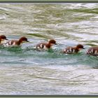 Gänsesäger Family Reussbrücke Werd  2021-05-04 206 (79) ©