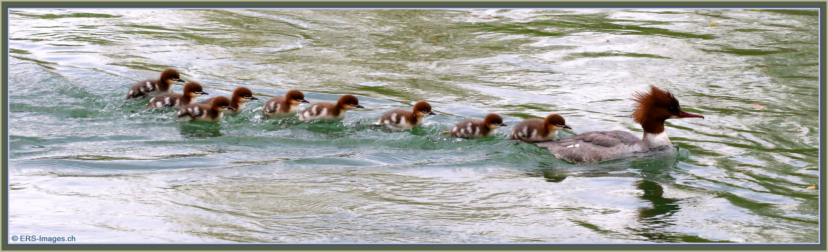 Gänsesäger Family Reussbrücke Werd  2021-05-04 206 (79) ©