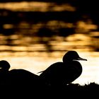 Gänsesäger geniessen das Morgenlicht