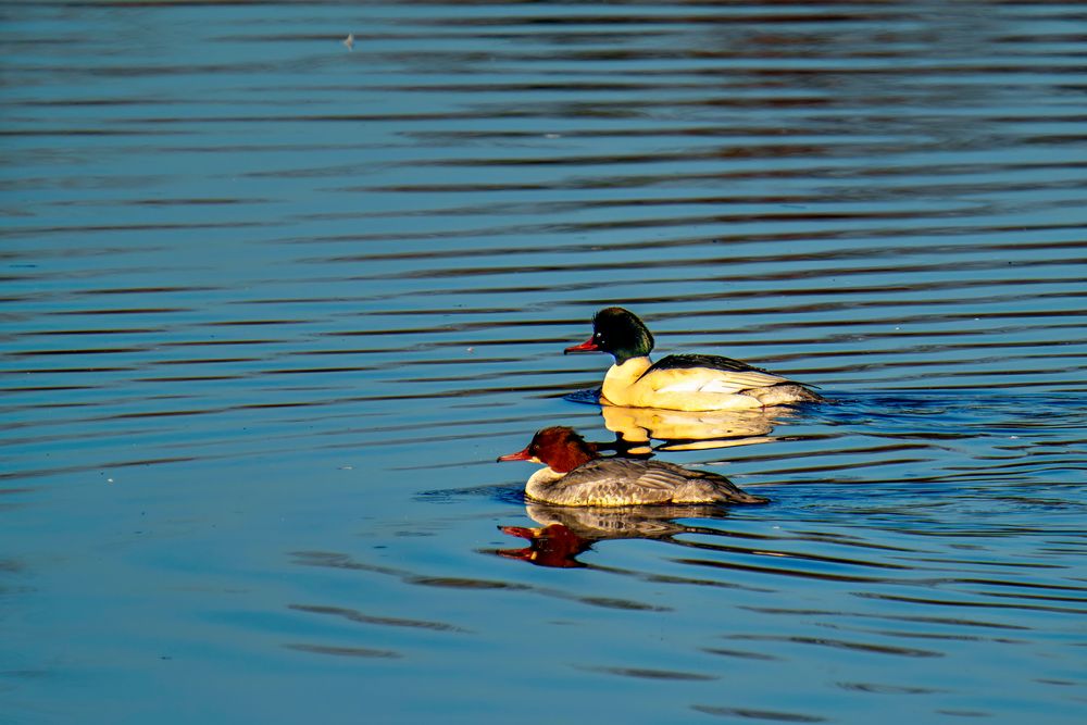 Gänsesäger - Goosander