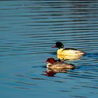 Gänsesäger - Goosander