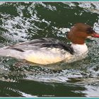 Gänsesäger, Harle bièvre, Smergoniere, Goosander Villette Cham 2022-02-25 562 (19) ©