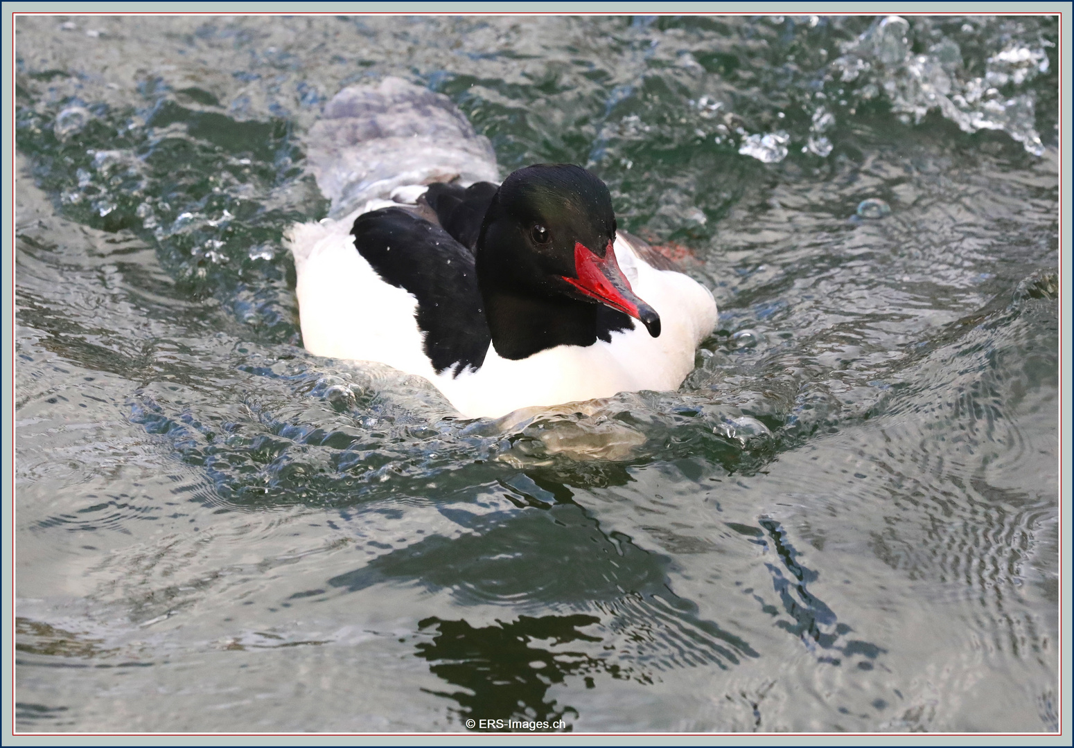 Gänsesäger, Harle bièvre, Smergoniere, Goosander - Villette Cham 2022-02-25 562 (29) ©