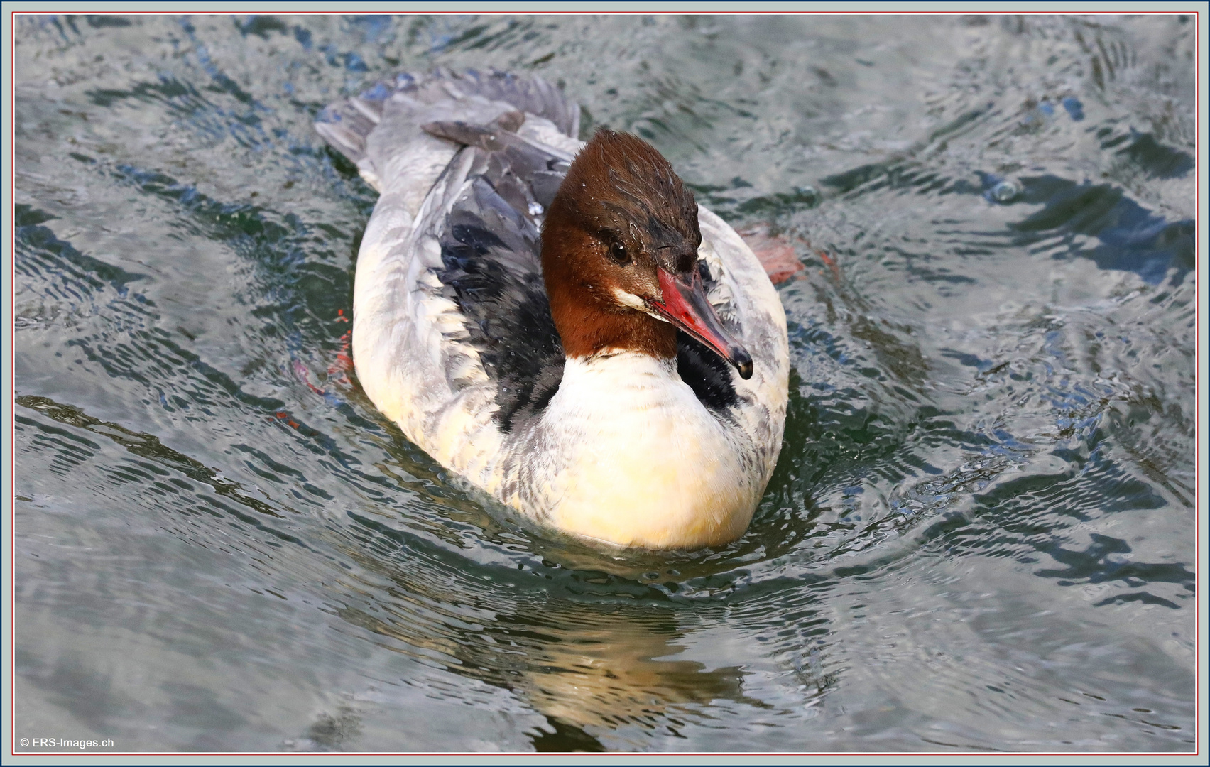 Gänsesäger, Harle bièvre, Smergoniere, Goosander Villette Cham  2022-02-25 562 (38) ©