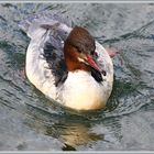 Gänsesäger, Harle bièvre, Smergoniere, Goosander Villette Cham  2022-02-25 562 (38) ©