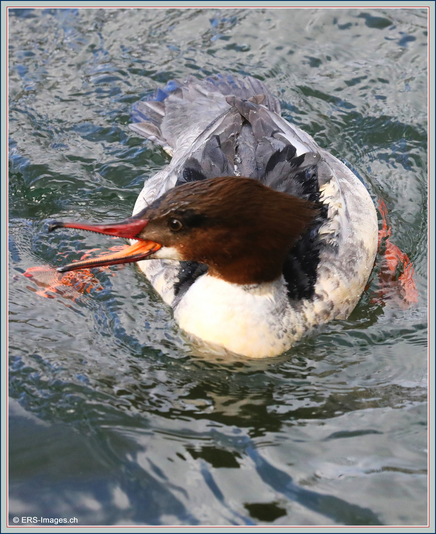 Gänsesäger, Harle bièvre, Smergoniere, Goosander - Villette Cham  2022-02-25 562 (41) ©