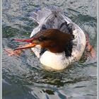 Gänsesäger, Harle bièvre, Smergoniere, Goosander - Villette Cham  2022-02-25 562 (41) ©