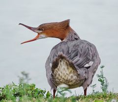 Gänsesäger: Hau ab!