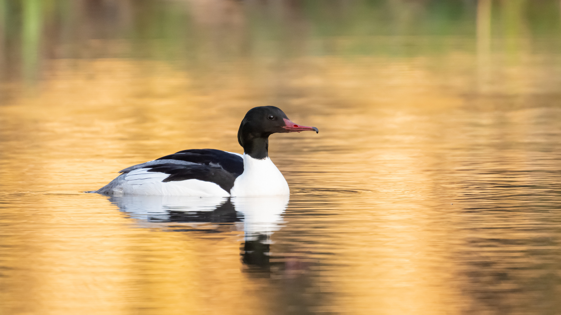 Gänsesäger im Abendlicht