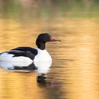 Gänsesäger im Abendlicht