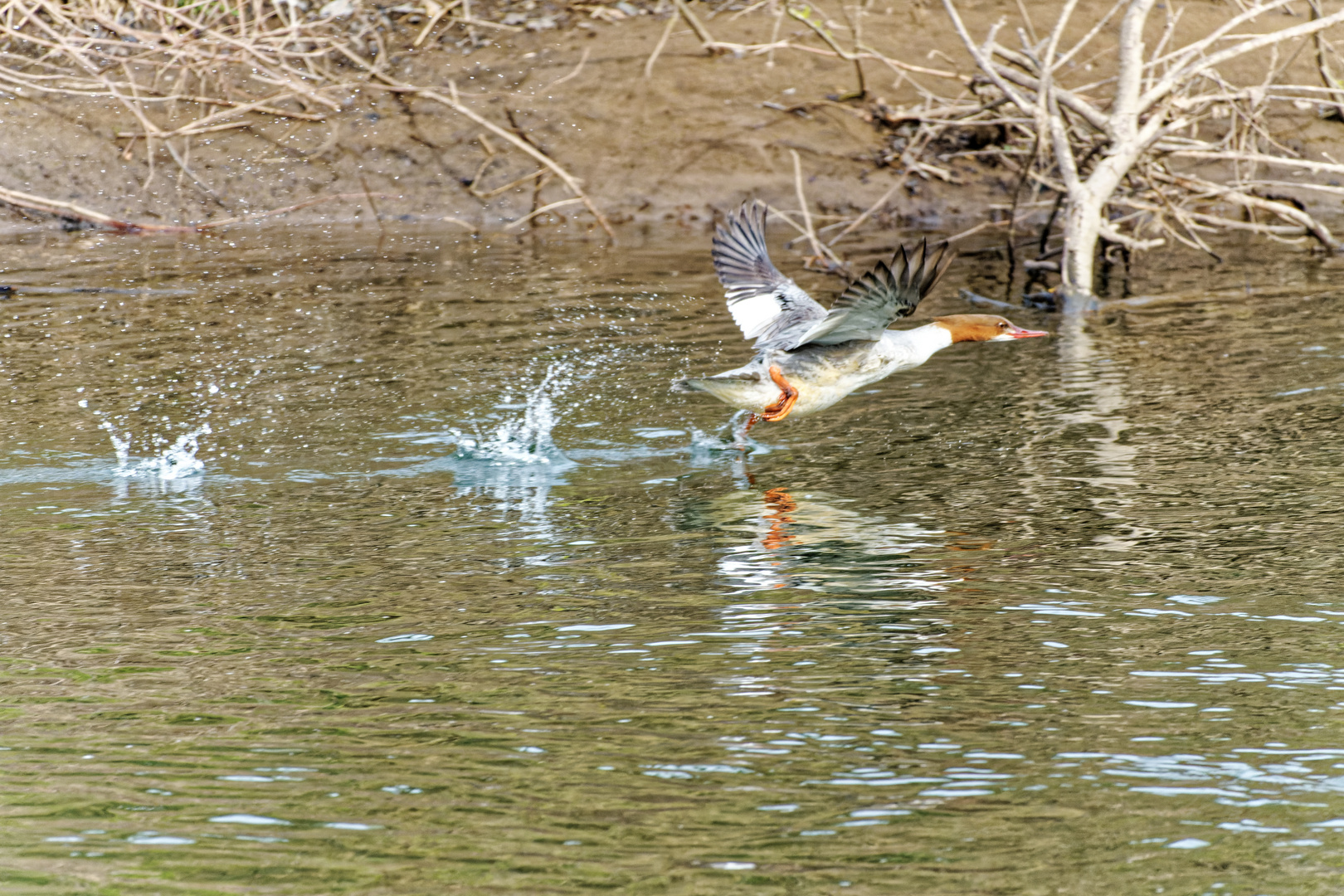 Gänsesäger im Abflug