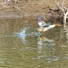 Gänsesäger im Abflug