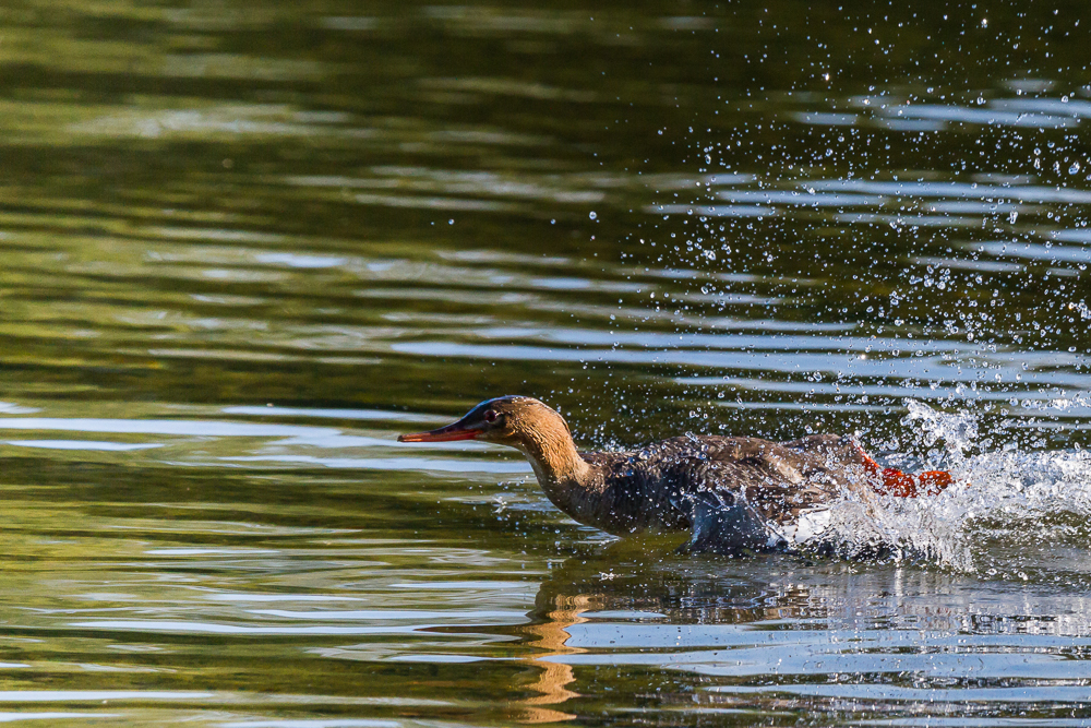 Gänsesäger im Anflug