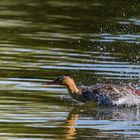 Gänsesäger im Anflug