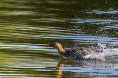 Gänsesäger im Anflug