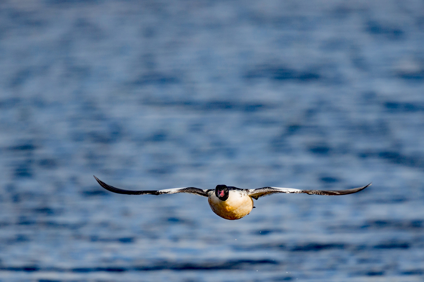 Gänsesäger im Anflug-