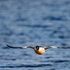 Gänsesäger im Anflug-