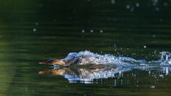 Gänsesäger im Anflug Phase 2