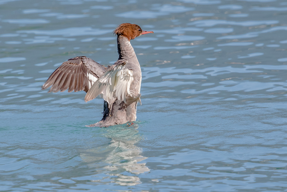 Gänsesäger im Bleder See