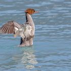 Gänsesäger im Bleder See