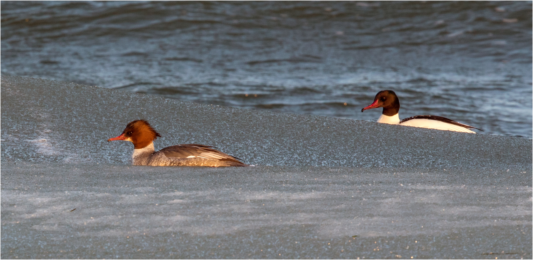 Gänsesäger im Eiswasser der Ostsee  .....