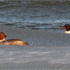 Gänsesäger im Eiswasser der Ostsee  .....