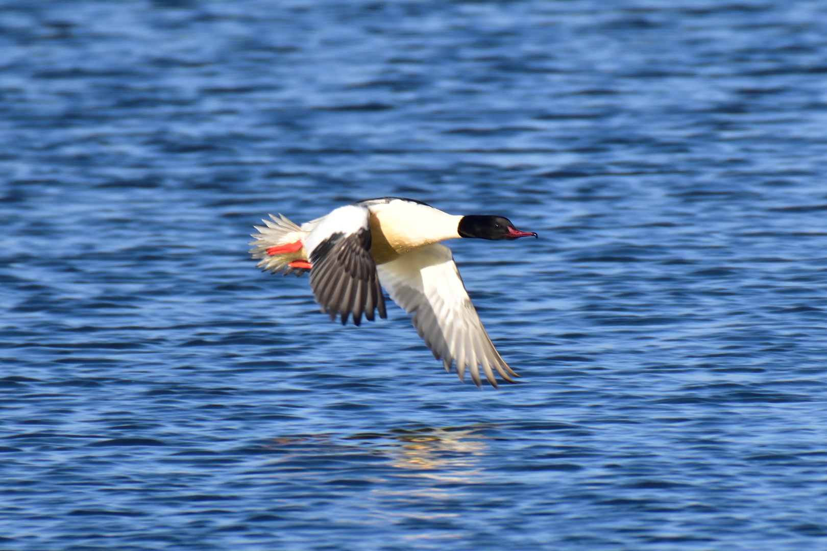 Gänsesäger im Flug