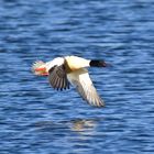 Gänsesäger im Flug