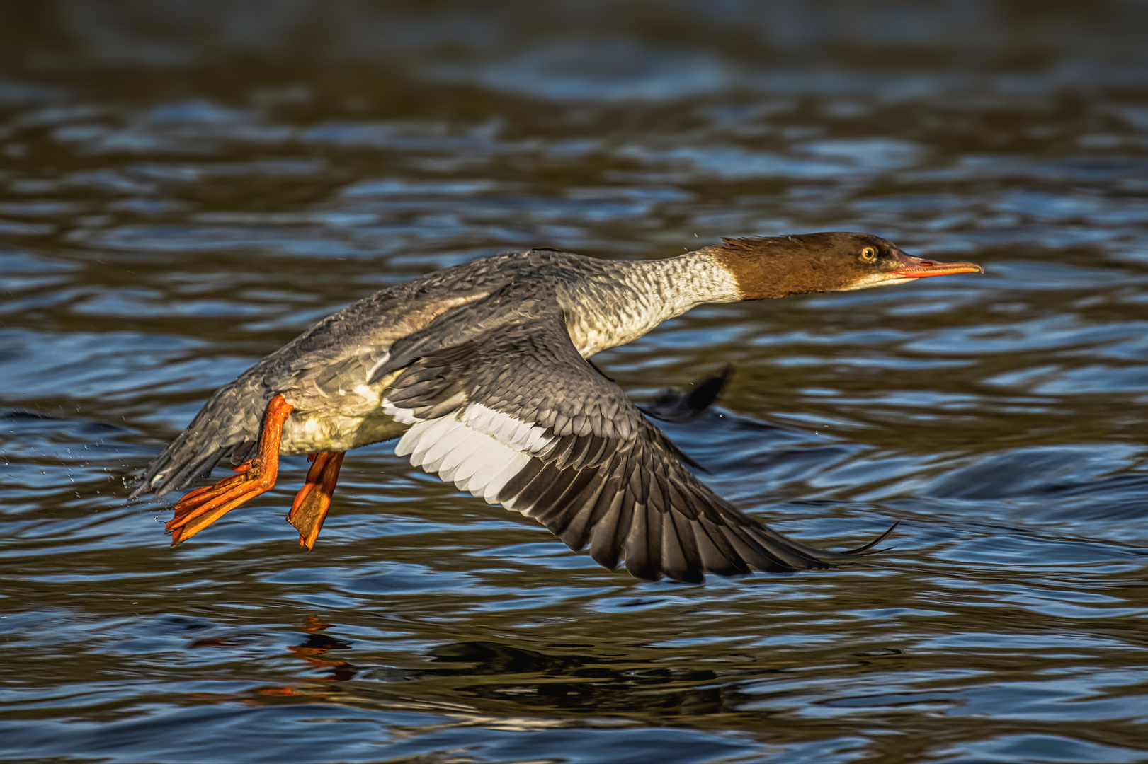 Gänsesäger im Flug 