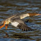 Gänsesäger im Flug 