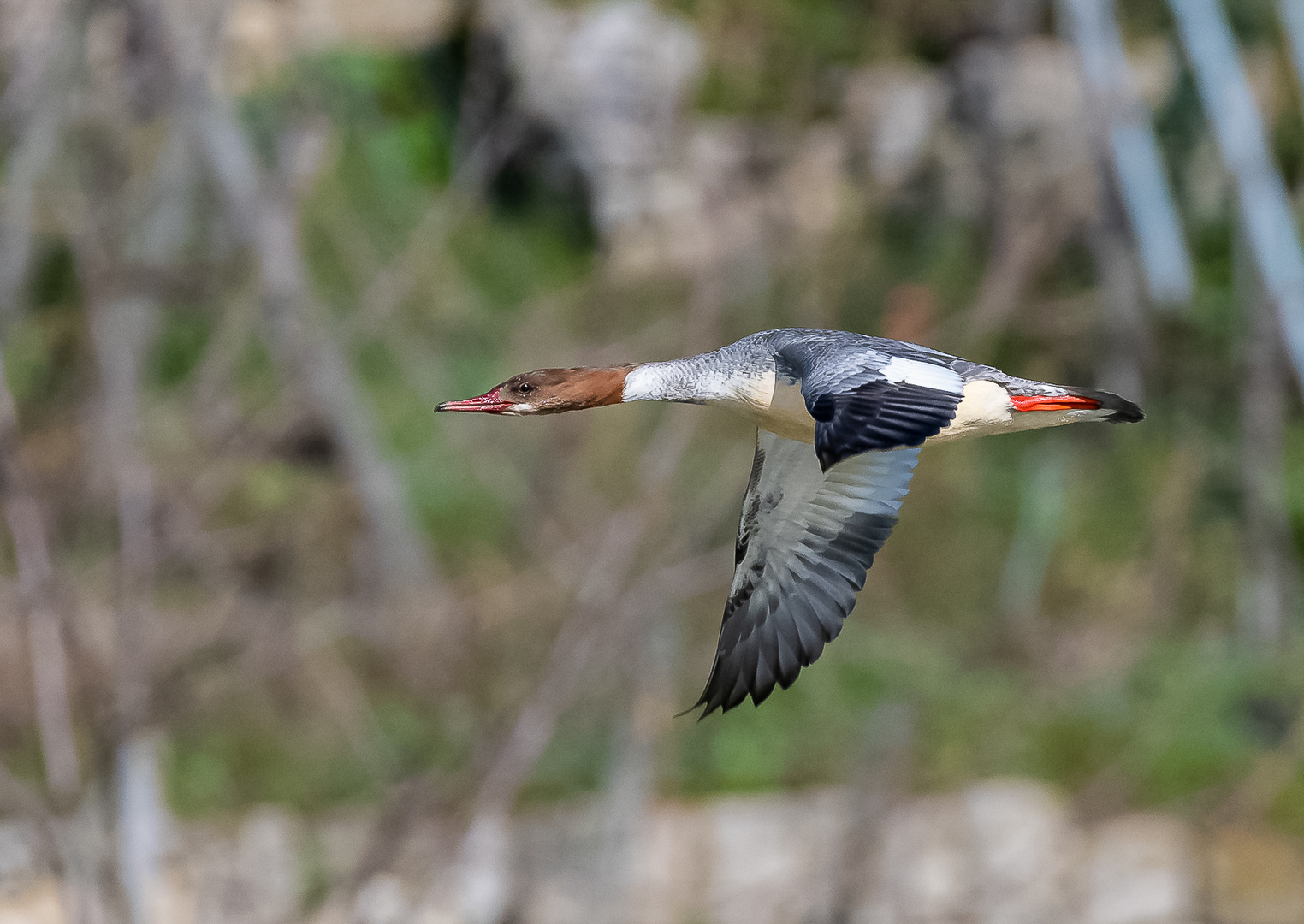 Gänsesäger im Flug