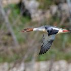 Gänsesäger im Flug