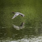 Gänsesäger im Flug