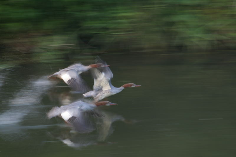 Gänsesäger im Flug