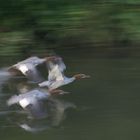 Gänsesäger im Flug